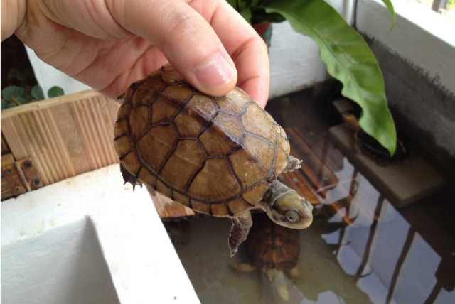 最好养又可爱互动性好的乌龟,养了二十年的乌龟有灵性吗