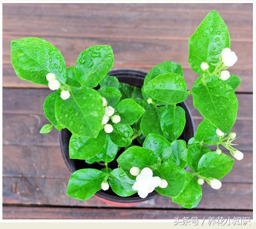 家中养花摆台,室内养花桌面摆放