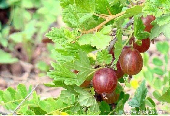 含有维生素的果子,每一种水果都有它的维生素