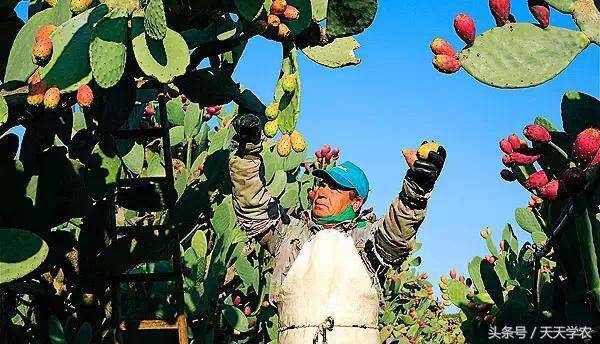 全球最奇特的十个水果,世界上最奇异的水果
