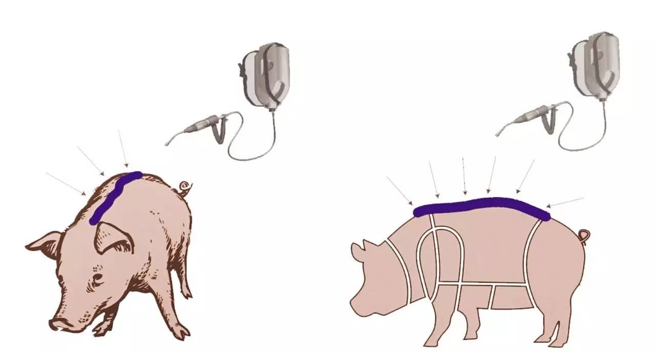 不要小看自然界任何一个寄生虫,千万别疏忽螨虫的危害