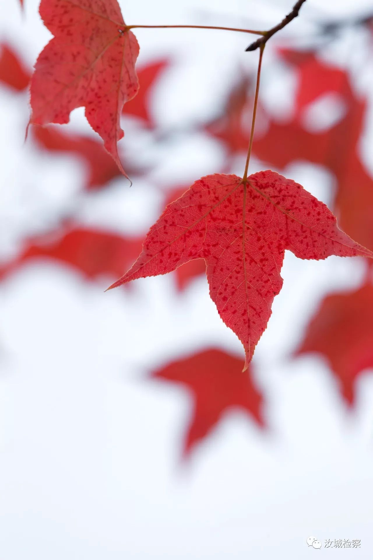 莫言蛙的第一部读后感,莫言蛙精彩段落读后感