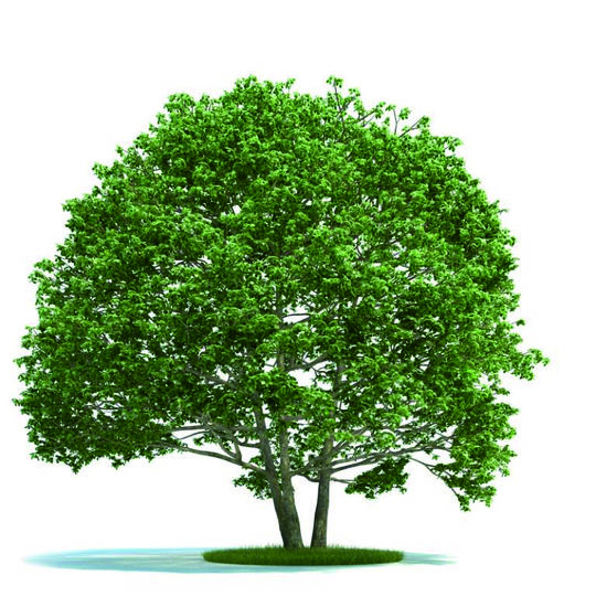 杜甫活在四川成都,杜甫在四川的草堂