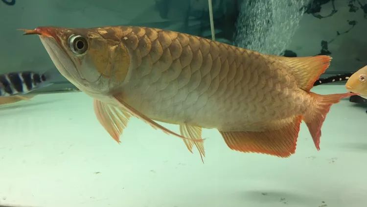 四种混养最佳搭配,混养后期注意事项