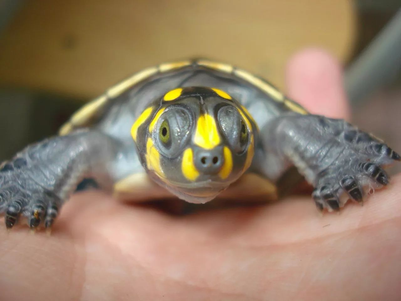 四种混养最佳搭配,混养后期注意事项