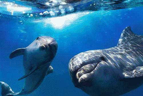 上海迪士尼乐园迷宫体验,上海迪士尼乐园奇幻谷