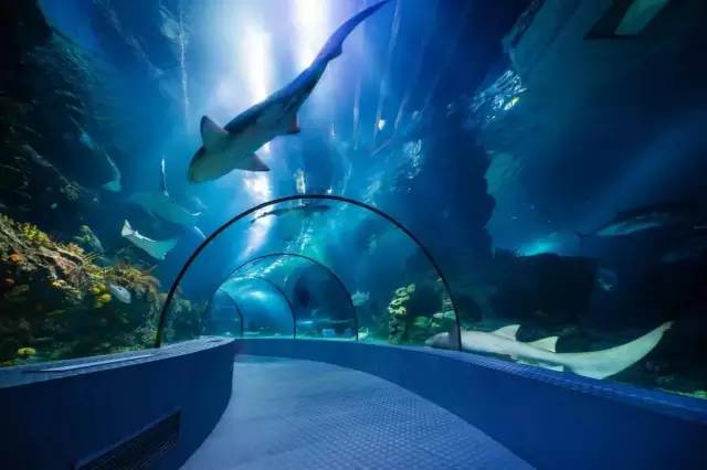 上海迪士尼乐园迷宫体验,上海迪士尼乐园奇幻谷