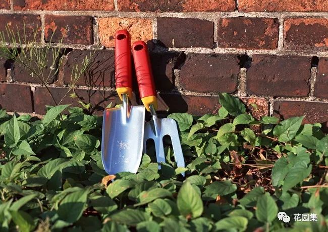 花园里的花怎么种植,花园里如何种花更容易活