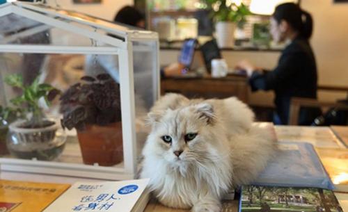 南京江宁附近哪里有书店,江宁龙湖天街西西弗书店