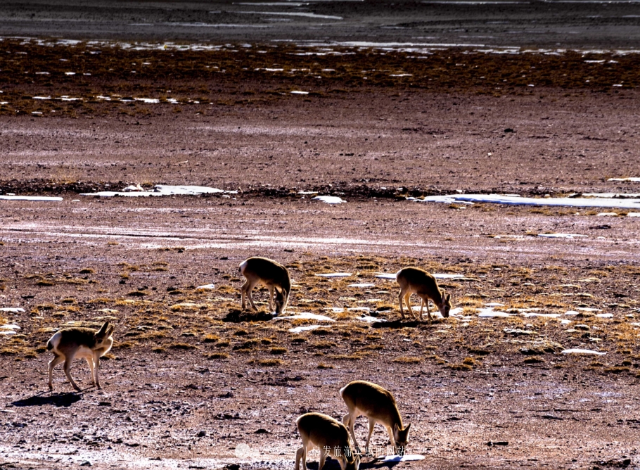 逃离图书馆,逃离方块
