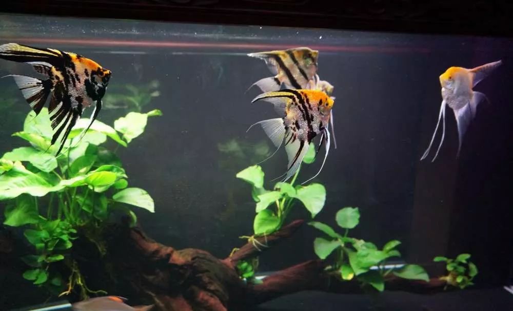 玩得细致、专业，出手不凡！