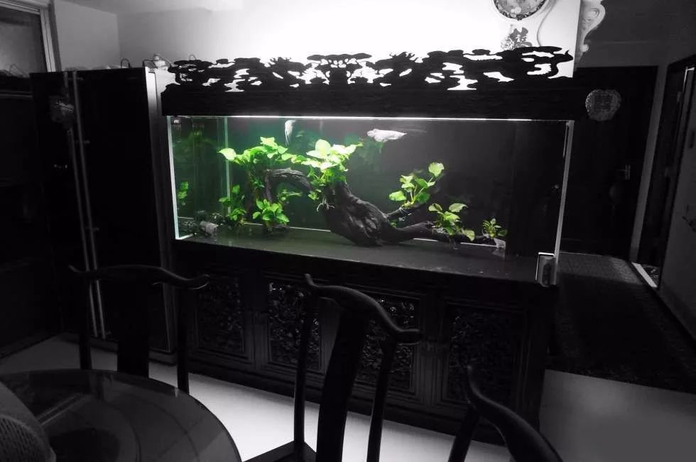 玩得细致、专业，出手不凡！