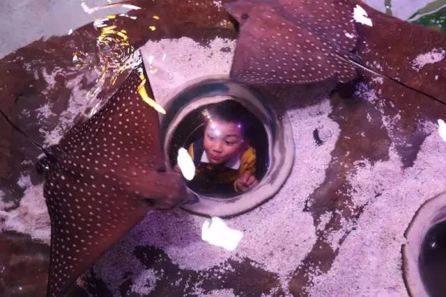 上海迪士尼乐园迷宫体验,上海迪士尼乐园奇幻谷