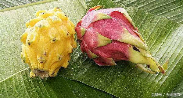 全球最奇特的十个水果,世界上最奇异的水果