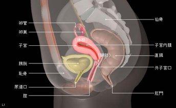 一胎子宫后位二胎子宫前位,前位子宫会变成后位子宫嘛