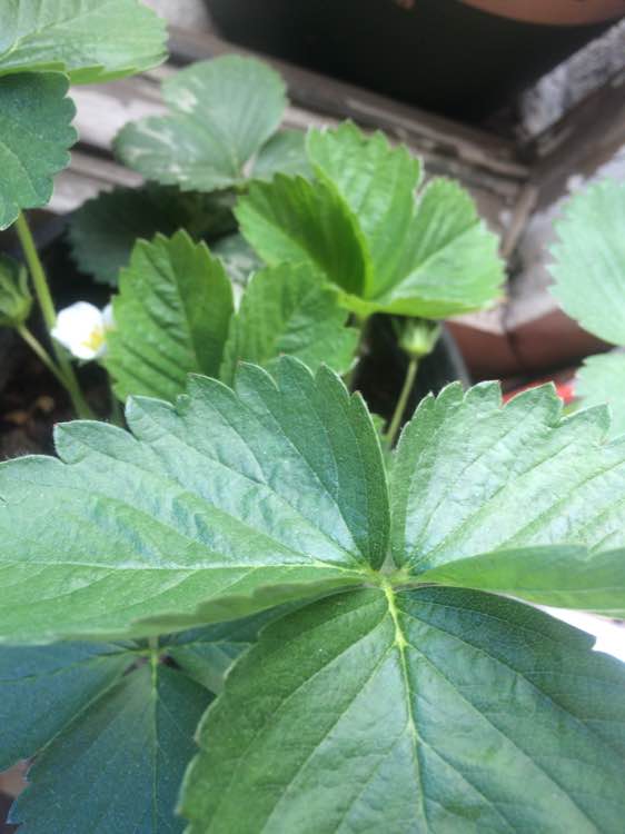 平民姐草莓,平民姐教你阳台种草莓