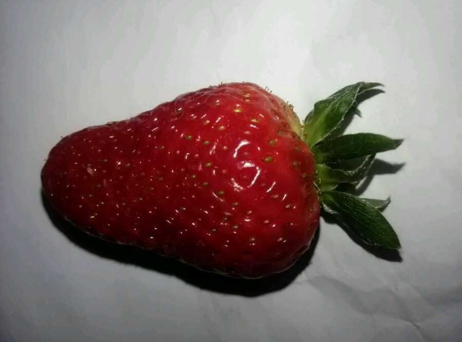 平民姐草莓,平民姐教你阳台种草莓