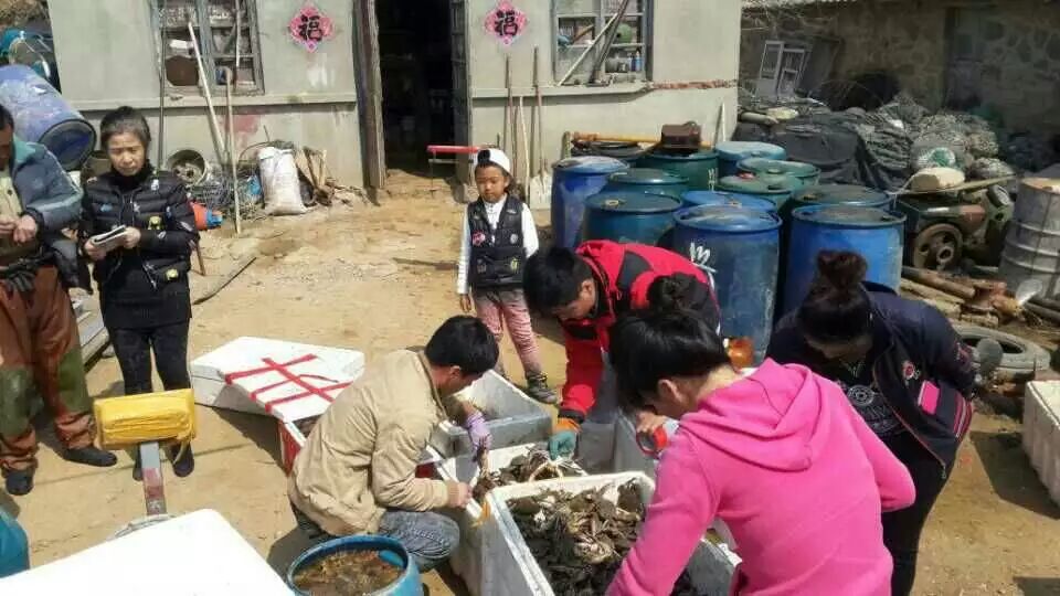 一千多的淡干海参是假的吗,真假淡干海参价格