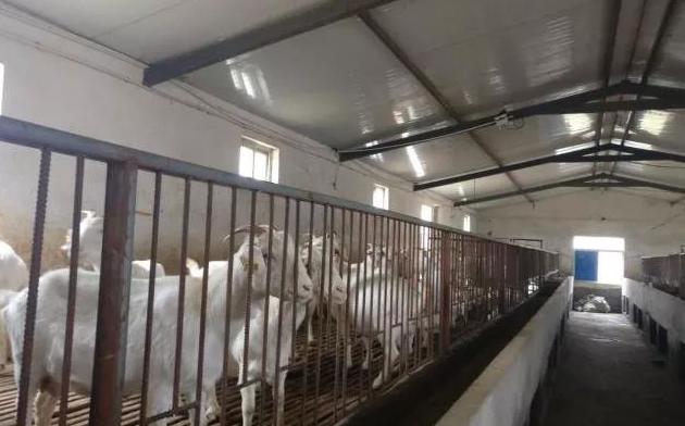 基于物联网的猪养殖智能监控系统,现代畜牧信息化在羊养殖的应用