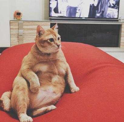 胖橘猫和铲屎官,铲屎官说橘猫很肥