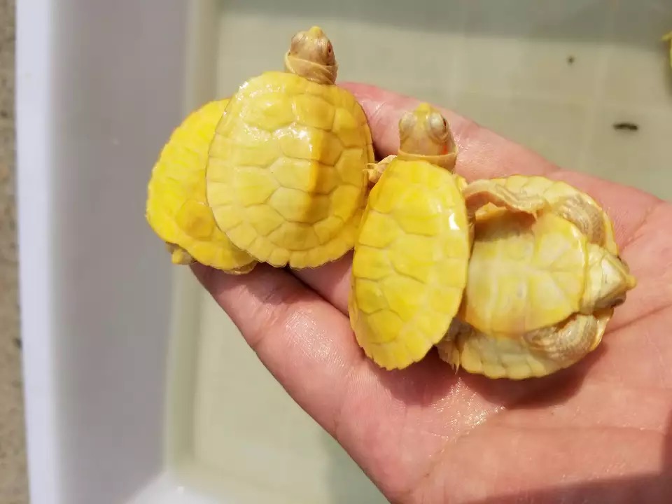 巴西龟养龟全套指南,新手养巴西龟的10个忠告