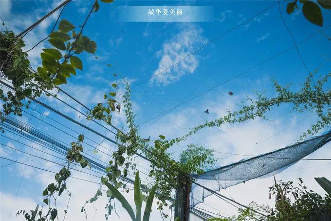 柬埔寨金边美食推荐,东南亚柬埔寨特色美食