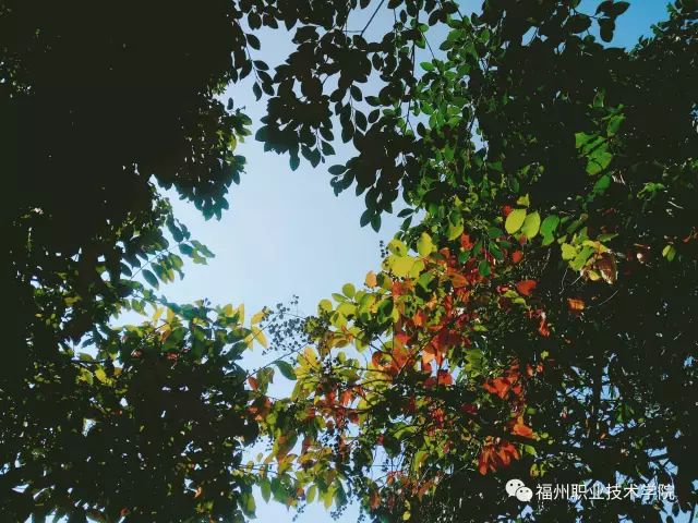 福州的职业技术学院有哪些,福州职业技术学院都有什么学院