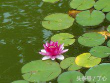 大睡莲与小睡莲有什么区别,热带睡莲和寒带睡莲的区别