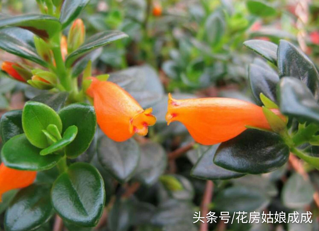 想让“金鱼吊兰”年年开花，花大色艳，就这么简单！