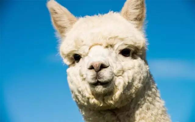 上海迪士尼乐园迷宫体验,上海迪士尼乐园奇幻谷