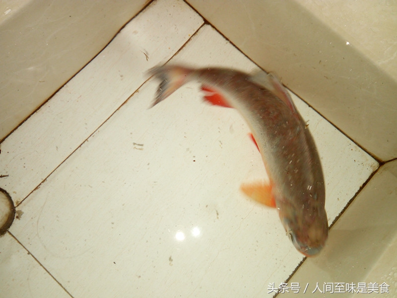 鲳鱼的处理方法清蒸鲳鱼,鲳鱼的最佳吃法清蒸鲳鱼