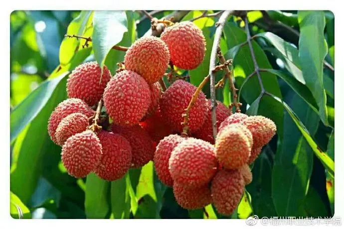 福州的职业技术学院有哪些,福州职业技术学院都有什么学院