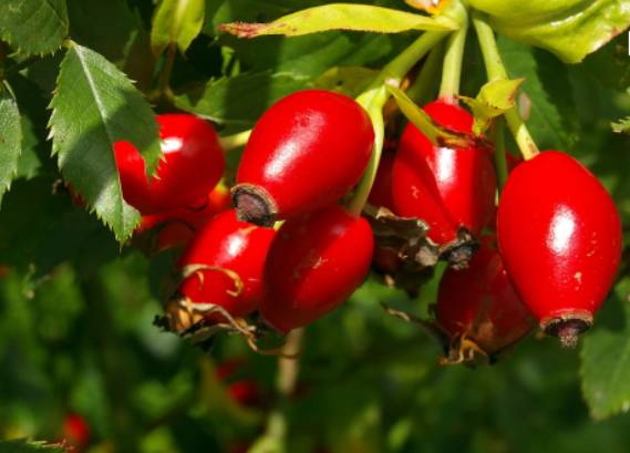 维多利亚玫瑰果油好吗 (维多利亚花园保湿霜)