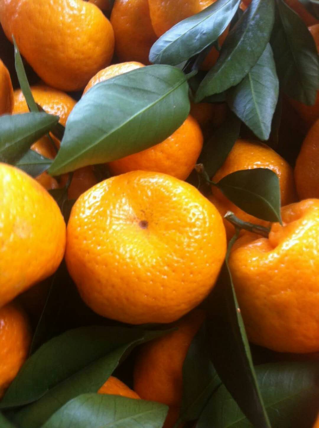 蜜柑柑橘,南丰蜜桔沃柑新鲜现摘