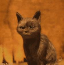 黑土豆有什么功能和功效,黑土豆有什么功能