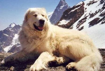 大白熊幼犬和金毛幼犬怎么区分,如何挑选大白熊犬