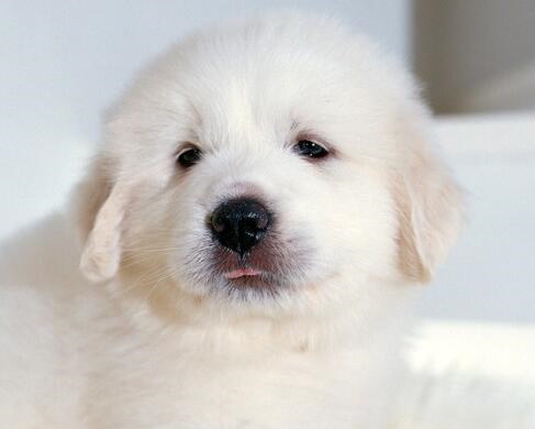 大白熊幼犬和金毛幼犬怎么区分,如何挑选大白熊犬