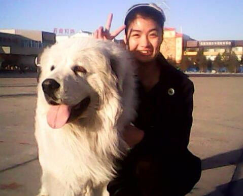 大白熊幼犬和金毛幼犬怎么区分,如何挑选大白熊犬