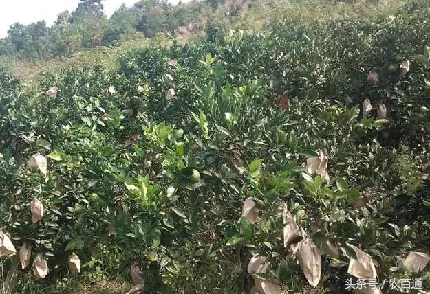 柑橘防日灼的正确方法,柑橘日灼病怎样解决用什么肥