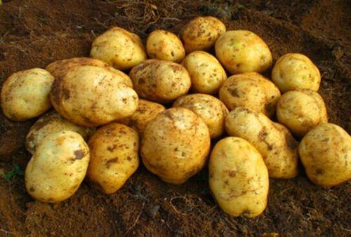 毕节的这些特色农产品你都知道吗,毕节十大特产农产品