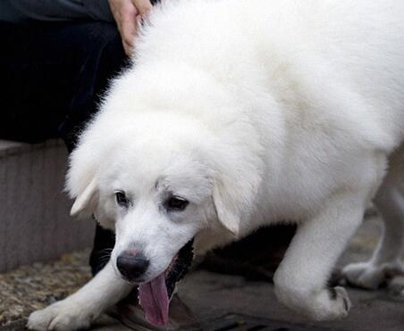 大白熊幼犬和金毛幼犬怎么区分,如何挑选大白熊犬