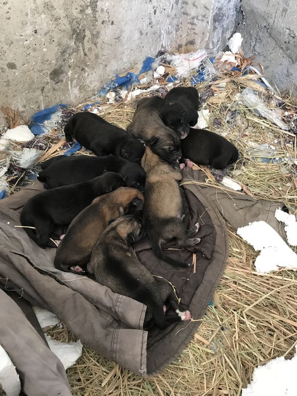 阿拉斯加为什么生了一只,阿拉斯加生了三只后不生了