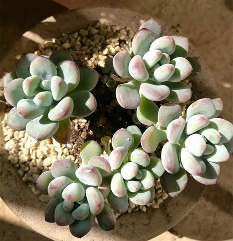 给多肉保暖,多肉花盆里长出蘑菇怎么办