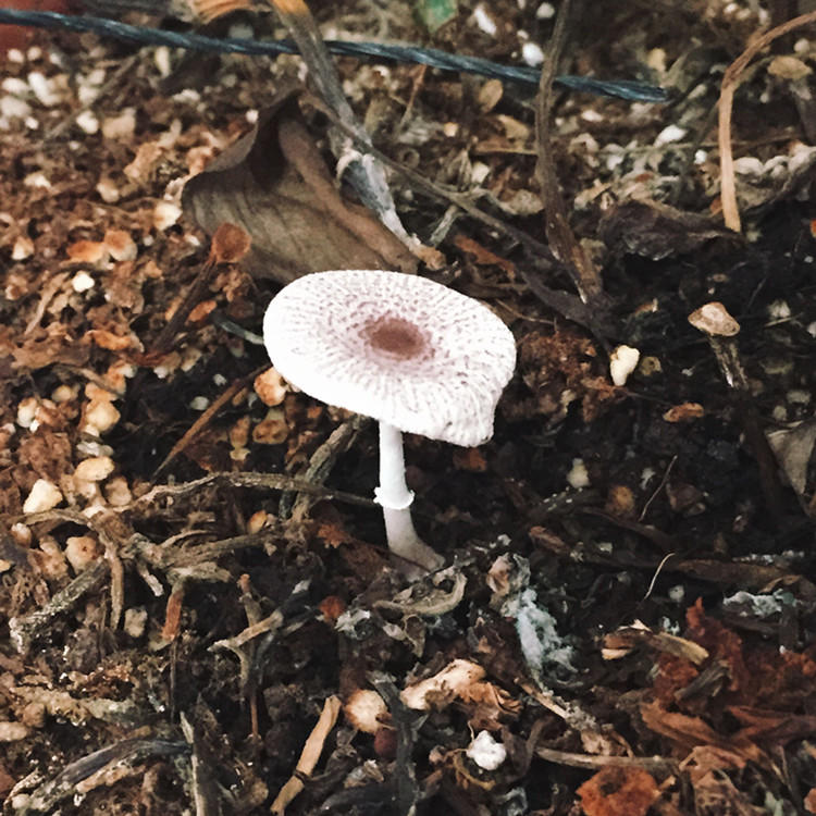 给多肉保暖,多肉花盆里长出蘑菇怎么办