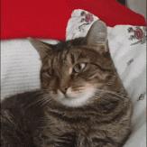 第一名竟然不是Dior，快跟着cosme买买买