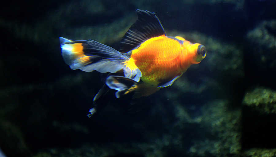 锦鲤鱼金鱼品种图谱大全,最便宜的金鱼是什么品种