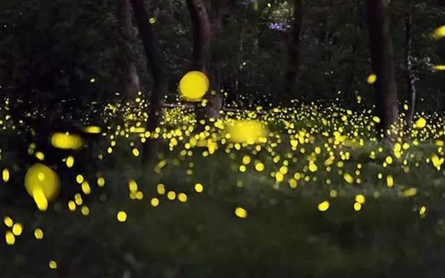 上海迪士尼乐园迷宫体验,上海迪士尼乐园奇幻谷