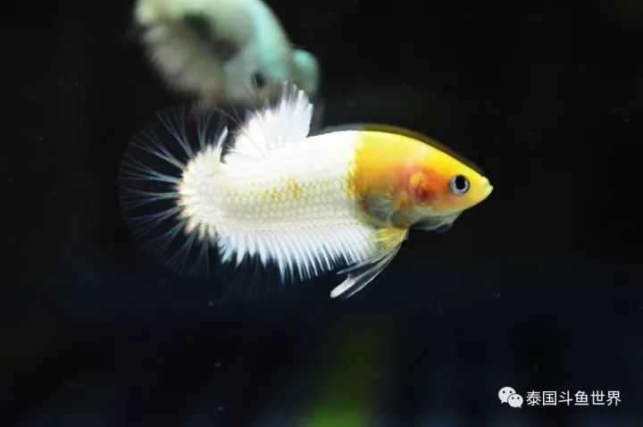 泰国斗鱼拍卖现场,泰国斗鱼拍卖平台有哪些