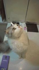 吃大豆油对女生的好处和害处,女性吃大豆油有什么坏处