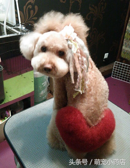 贵宾老咬人，老爱跑床上，怎么整改？给你支招！